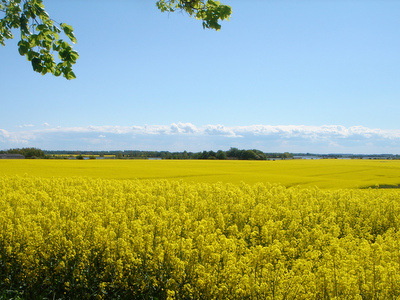 Rügen, Rapsfeld